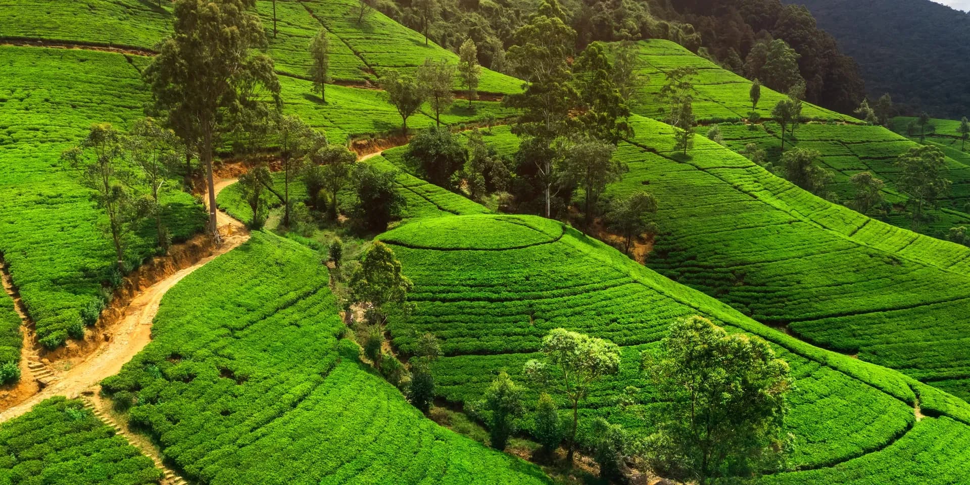 Aerial view of tea terraces in Sri Lanka mountains