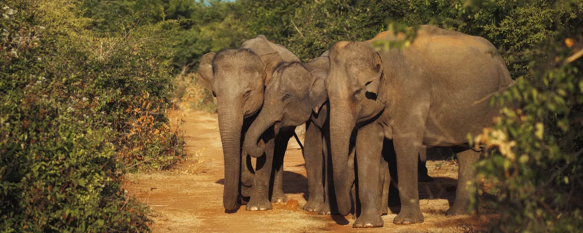 Family of elephants on the road during a safari tour