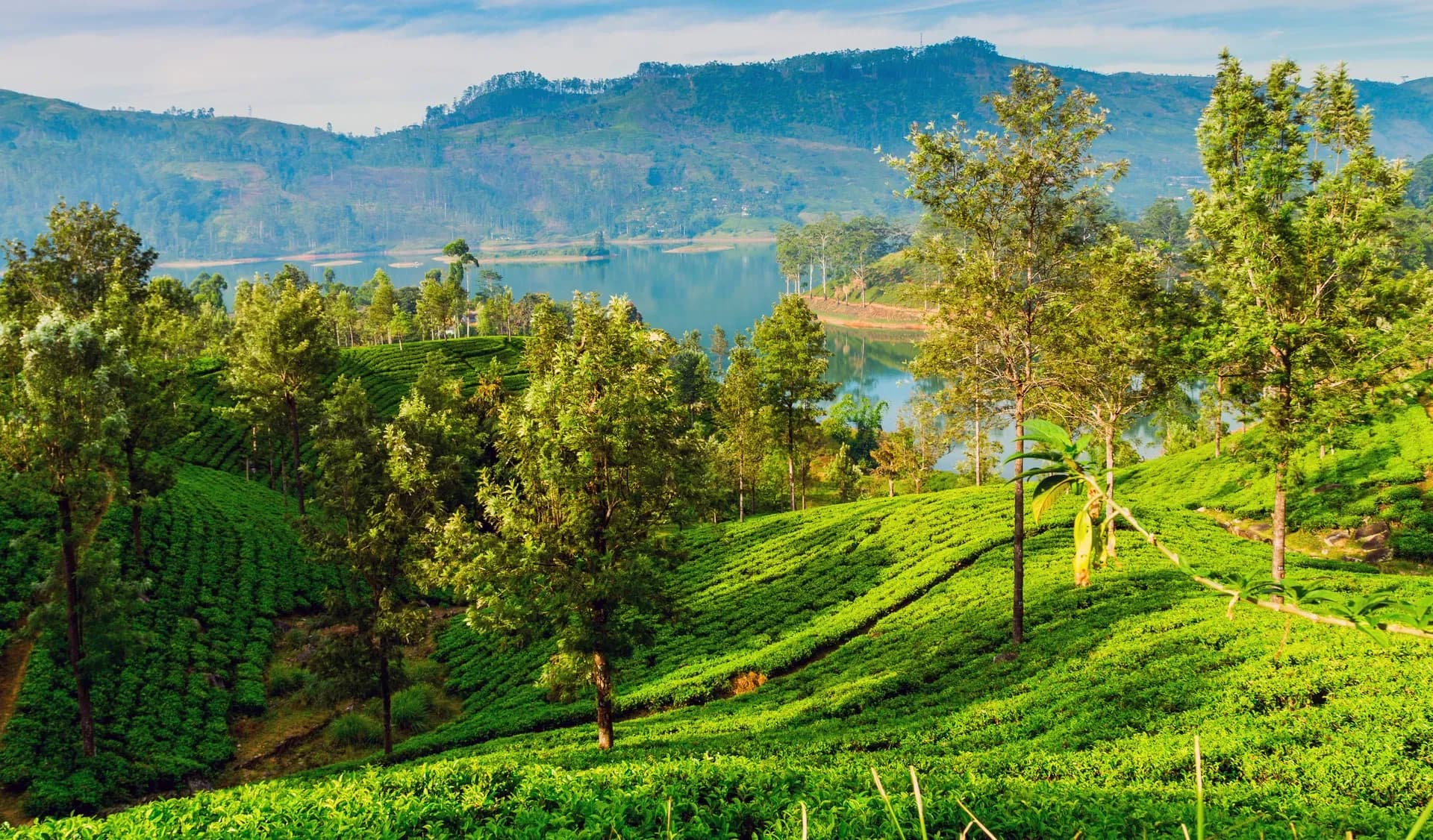 Close-up of green tea leaves in a plantation landscape