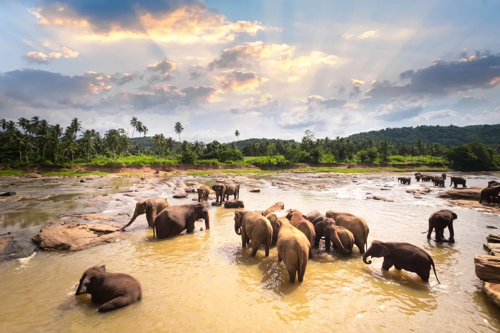 Group of Asian elephants at a tropical river