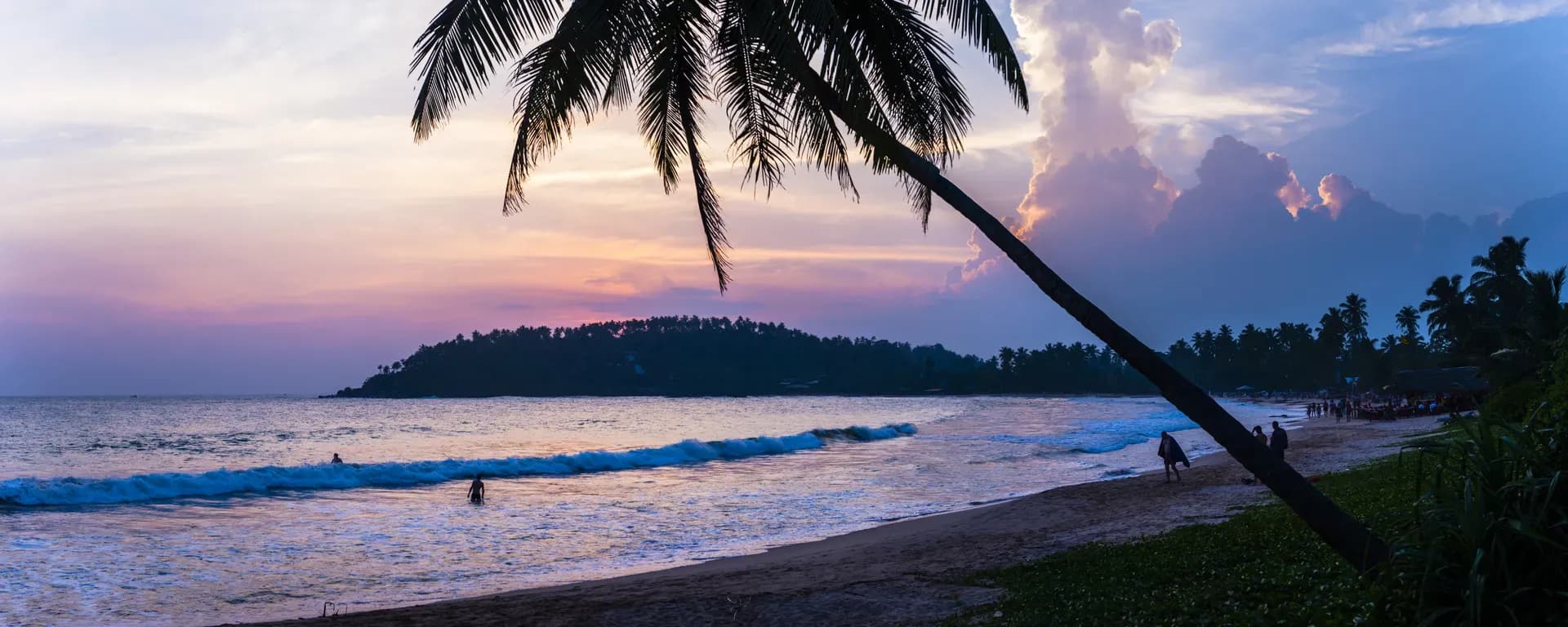 Palm tree at sunset on Mirissa Beach
