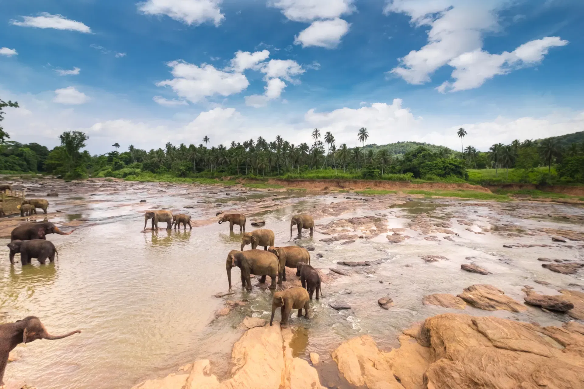 Wild elephants in their natural habitat in Sri Lanka