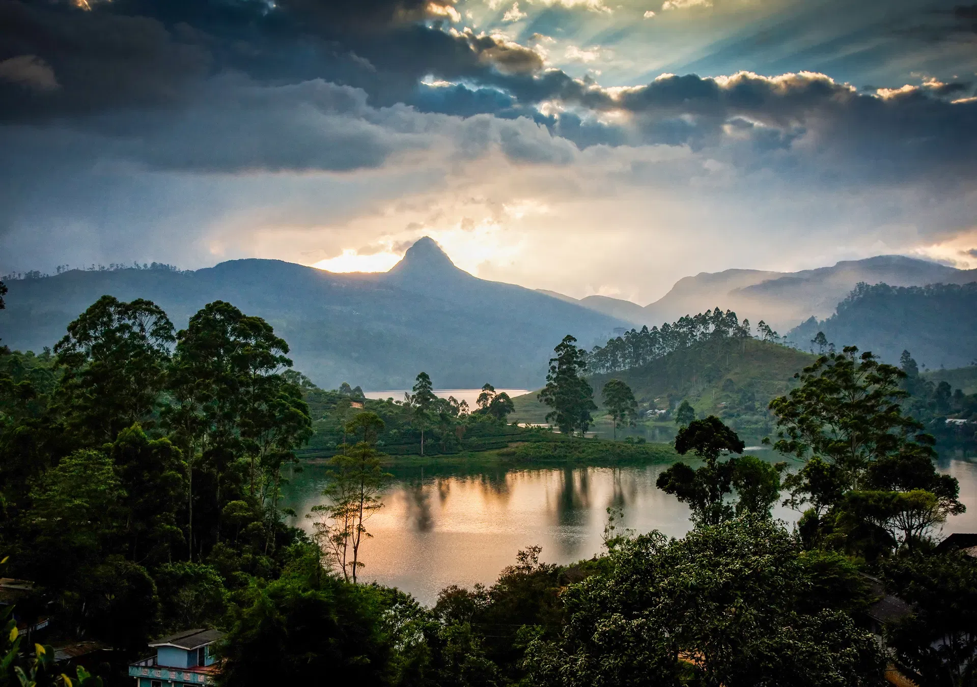 Panorama of tea plantations at sunset